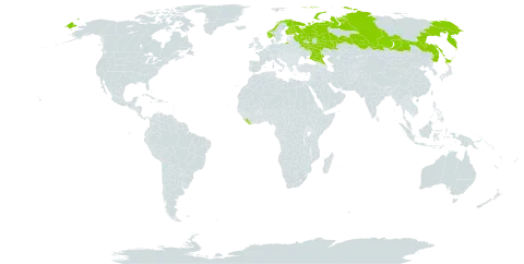 Gnaphalium pilulare world distribution map, present in Finland, Japan, Liberia, Norway, and Russian Federation