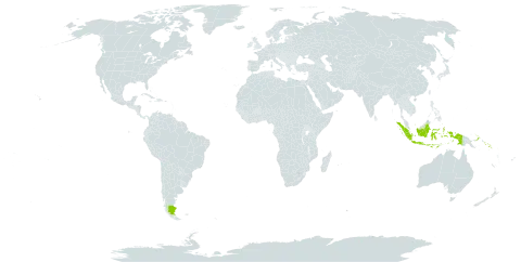 Gomphandra montana world distribution map, present in Argentina, Indonesia, Papua New Guinea, and Solomon Islands