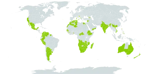 Gomphocarpus fruticosus subsp. fruticosus world distribution map, present in Angola, Albania, Argentina, Australia, Botswana, Central African Republic, China, Colombia, Algeria, Egypt, Spain, Ethiopia, France, Georgia, Gibraltar, Guinea, Greece, Croatia, India, Italy, Lebanon, Lesotho, Morocco, Madagascar, Mexico, Mozambique, Malawi, Namibia, New Zealand, Oman, Peru, Philippines, Portugal, Saudi Arabia, Senegal, Suriname, eSwatini, Seychelles, Syrian Arab Republic, Togo, Tunisia, Uruguay, United States of America, Venezuela (Bolivarian Republic of), Viet Nam, Yemen, South Africa, Zambia, and Zimbabwe