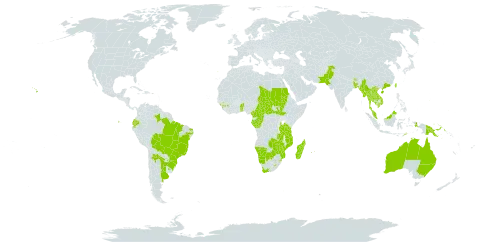 Gomphrena celosioides world distribution map, present in Anguilla, Argentina, Australia, Benin, Burkina Faso, Bangladesh, Bolivia (Plurinational State of), Brazil, Bhutan, Botswana, Central African Republic, China, Cameroon, Congo, Ecuador, Micronesia (Federated States of), Gabon, Guinea, Guam, Indonesia, India, Cambodia, Lao People's Democratic Republic, Sri Lanka, Lesotho, Madagascar, Myanmar, Mozambique, Mauritius, Malaysia, Namibia, Pakistan, Philippines, Papua New Guinea, Portugal, Paraguay, Réunion, Sudan, Singapore, South Sudan, eSwatini, Chad, Togo, Thailand, Timor-Leste, Taiwan, Province of China, Tanzania, United Republic of, Uruguay, United States of America, Viet Nam, South Africa, Zambia, and Zimbabwe