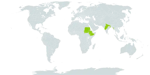 Goniocaulon indicum world distribution map, present in Ethiopia, India, Myanmar, and Sudan