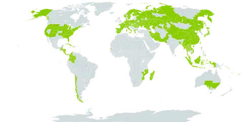 Goodyera world distribution map, present in Åland Islands, Andorra, Australia, Austria, Bangladesh, Belarus, Belize, Switzerland, Chile, China, Colombia, Costa Rica, Cuba, Czech Republic, Germany, Dominica, Denmark, Spain, Finland, Fiji, France, Micronesia (Federated States of), Georgia, Greece, Guatemala, Honduras, Haiti, Hungary, Indonesia, Iran (Islamic Republic of), Italy, Japan, Kazakhstan, Kyrgyzstan, Lao People's Democratic Republic, Moldova (Republic of), Madagascar, Myanmar, Montenegro, Mozambique, Mauritius, Malaysia, Nicaragua, Netherlands, Norway, Nepal, Pakistan, Panama, Philippines, Poland, Korea (Democratic People's Republic of), Réunion, Romania, Russian Federation, Solomon Islands, Sweden, Seychelles, Turks and Caicos Islands, Thailand, Tonga, Taiwan, Province of China, Ukraine, United States of America, Viet Nam, Vanuatu, and Samoa