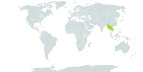 Grammatophyllum world distribution map, present in Fiji, Lao People's Democratic Republic, Moldova (Republic of), Myanmar, Philippines, Solomon Islands, Thailand, and Viet Nam