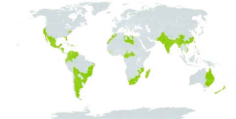 Grevillea robusta world distribution map, present in Argentina, Australia, Bangladesh, Bolivia (Plurinational State of), Brazil, Central African Republic, China, Cameroon, Cook Islands, Colombia, Costa Rica, Dominican Republic, Ecuador, Spain, Guinea, Guadeloupe, Guam, Honduras, Haiti, India, Jamaica, Libya, Sri Lanka, Morocco, Madagascar, Mexico, Marshall Islands, Myanmar, Mozambique, Montserrat, Mauritius, Nicaragua, Niue, Nepal, New Zealand, Pakistan, Philippines, Puerto Rico, Réunion, Sao Tome and Principe, Trinidad and Tobago, Taiwan, Province of China, United States of America, Venezuela (Bolivarian Republic of), Viet Nam, and South Africa