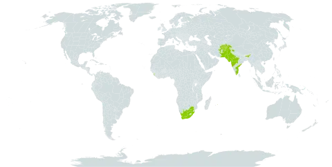 Grewia tenax world distribution map, present in Afghanistan, India, Sri Lanka, Mauritius, Pakistan, and South Africa