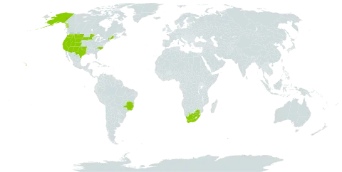 Grimmia longirostris world distribution map, present in Brazil, United States of America, and South Africa