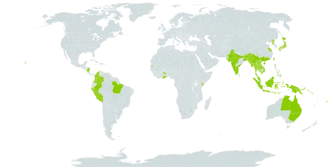 Grona heterocarpos world distribution map, present in American Samoa, Australia, Bangladesh, Brazil, Bhutan, China, Colombia, Fiji, Ghana, Indonesia, India, Japan, Kenya, Cambodia, Lao People's Democratic Republic, Sri Lanka, Myanmar, Mauritius, Malaysia, Nicaragua, Niue, Nepal, Peru, Philippines, Papua New Guinea, Korea (Democratic People's Republic of), Solomon Islands, Seychelles, Thailand, Taiwan, Province of China, Tanzania, United Republic of, United States of America, and Viet Nam