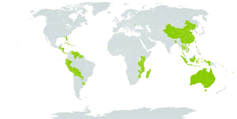 Guettarda world distribution map, present in Andorra, Australia, Bangladesh, Bahamas, Belize, Bolivia (Plurinational State of), China, Cook Islands, Costa Rica, Cuba, Cayman Islands, Dominica, Ecuador, Fiji, Guatemala, Guyana, Honduras, Haiti, Indonesia, Jamaica, Kenya, Moldova (Republic of), Madagascar, Maldives, Mozambique, Nicaragua, Nauru, Panama, Pitcairn, Peru, Philippines, Puerto Rico, Paraguay, Solomon Islands, Suriname, Seychelles, Thailand, Tokelau, Tonga, Tuvalu, Taiwan, Province of China, Tanzania, United Republic of, Uruguay, United States of America, Venezuela (Bolivarian Republic of), Viet Nam, Vanuatu, Wallis and Futuna, and Samoa