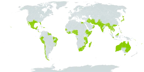 Guilandina bonduc world distribution map, present in Angola, American Samoa, Australia, Benin, Bangladesh, Bahamas, Belize, Brazil, Barbados, Brunei Darussalam, Bhutan, Chile, China, Côte d'Ivoire, Cameroon, Cook Islands, Costa Rica, Cayman Islands, Dominican Republic, Egypt, Ethiopia, Fiji, Ghana, Guinea-Bissau, Guatemala, French Guiana, Guyana, Hong Kong, Haiti, Indonesia, India, Iran (Islamic Republic of), Iraq, Jamaica, Japan, Kenya, Cambodia, Kiribati, Lao People's Democratic Republic, Liberia, Sri Lanka, Madagascar, Maldives, Mexico, Marshall Islands, Myanmar, Northern Mariana Islands, Mozambique, Mauritius, Malaysia, Mayotte, Nigeria, Niue, Nepal, Oman, Pakistan, Pitcairn, Peru, Philippines, Papua New Guinea, Réunion, Senegal, Singapore, Solomon Islands, Sierra Leone, Somalia, Suriname, Seychelles, Togo, Thailand, Taiwan, Province of China, Tanzania, United Republic of, United States of America, Viet Nam, and South Africa