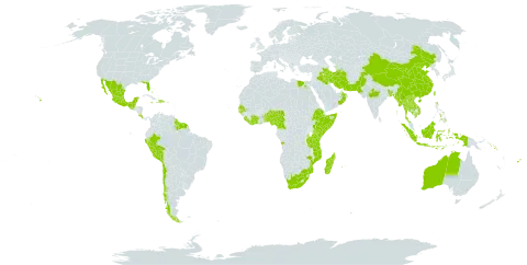 Guilandina major world distribution map, present in Angola, Australia, Benin, Bonaire, Sint Eustatius and Saba, Bangladesh, Bahamas, Belize, Brazil, Barbados, Brunei Darussalam, Chile, China, Côte d'Ivoire, Cameroon, Cook Islands, Costa Rica, Cayman Islands, Dominican Republic, Egypt, Ethiopia, Fiji, Ghana, Guinea-Bissau, Guatemala, French Guiana, Guyana, Hong Kong, Haiti, Indonesia, India, Iran (Islamic Republic of), Iraq, Jamaica, Kenya, Cambodia, Kiribati, Lao People's Democratic Republic, Liberia, Sri Lanka, Madagascar, Maldives, Mexico, Marshall Islands, Myanmar, Northern Mariana Islands, Mozambique, Mauritius, Malaysia, Mayotte, Nigeria, Niue, Nepal, Oman, Pakistan, Pitcairn, Peru, Philippines, Papua New Guinea, Réunion, Senegal, Singapore, Solomon Islands, Sierra Leone, Somalia, Suriname, Seychelles, Togo, Thailand, Tonga, Taiwan, Province of China, Tanzania, United Republic of, United States of America, Viet Nam, and South Africa