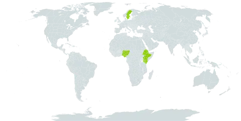 Guizotia schimperi world distribution map, present in Ethiopia, Kenya, Nigeria, and Sweden