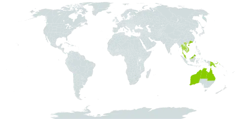 Gymnanthera oblonga world distribution map, present in Australia, China, Cambodia, Malaysia, Philippines, Papua New Guinea, Singapore, Thailand, and Viet Nam