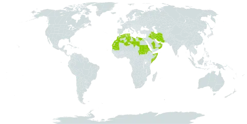 Gymnocarpos sclerocephalus world distribution map, present in United Arab Emirates, Bahrain, Cabo Verde, Algeria, Egypt, Eritrea, Spain, Iran (Islamic Republic of), Iraq, Israel, Kuwait, Libya, Sri Lanka, Morocco, Mauritania, Oman, Qatar, Saudi Arabia, Sudan, Somalia, Chad, and Tunisia