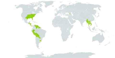 Gymnopogon world distribution map, present in Åland Islands, Belize, Bolivia (Plurinational State of), Costa Rica, Dominica, Georgia, Guatemala, Guyana, Honduras, Haiti, Lao People's Democratic Republic, Myanmar, Nicaragua, Panama, Peru, Puerto Rico, Paraguay, Suriname, Thailand, Uruguay, United States of America, Venezuela (Bolivarian Republic of), and Viet Nam