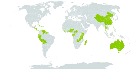 Gymnosiphon world distribution map, present in Australia, Belize, Bolivia (Plurinational State of), Central African Republic, China, Congo, Costa Rica, Cuba, Dominica, Ecuador, Gabon, Ghana, Guinea, Guatemala, Guyana, Honduras, Haiti, Jamaica, Kenya, Liberia, Madagascar, Nigeria, Nicaragua, Panama, Peru, Philippines, Puerto Rico, Sierra Leone, Suriname, Thailand, Taiwan, Province of China, Tanzania, United Republic of, Uruguay, United States of America, Venezuela (Bolivarian Republic of), and Zambia