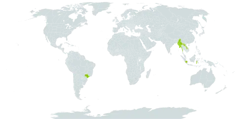 Gymnostoma sumatranum world distribution map, present in Brazil, Indonesia, Lao People's Democratic Republic, Myanmar, and Philippines