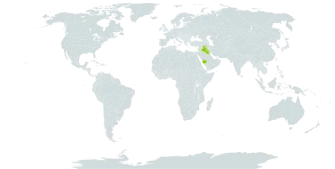 Gypsophila arabica world distribution map, present in Iraq, Israel, Kuwait, Lebanon, and Saudi Arabia