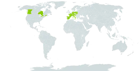 Gypsophila repens world distribution map, present in Andorra, Austria, Canada, Switzerland, Germany, Spain, France, Croatia, Italy, Liechtenstein, Poland, Slovakia, Slovenia, and United States of America