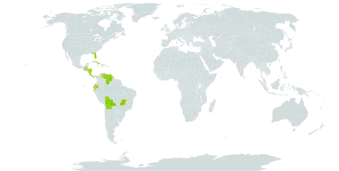 Habenaria distans world distribution map, present in Belize, Bolivia (Plurinational State of), Brazil, Costa Rica, Cuba, Dominica, Ecuador, Guatemala, Honduras, Haiti, Jamaica, Nicaragua, Panama, Puerto Rico, United States of America, and Venezuela (Bolivarian Republic of)