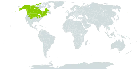 Hackelia deflexa var. americana world distribution map, present in Canada and United States of America