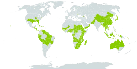 Hackelochloa granularis world distribution map, present in Angola, Åland Islands, Andorra, Australia, Benin, Burkina Faso, Bangladesh, Belize, Bolivia (Plurinational State of), Brazil, Botswana, Central African Republic, China, Congo, Costa Rica, Cuba, Dominica, Ecuador, Eritrea, Ethiopia, Gabon, Georgia, Ghana, Guinea, Gambia, Guinea-Bissau, Guatemala, Guyana, Honduras, Haiti, Indonesia, Jamaica, Japan, Kenya, Lao People's Democratic Republic, Moldova (Republic of), Madagascar, Mali, Myanmar, Mozambique, Mauritius, Nigeria, Nicaragua, Nepal, Oman, Pakistan, Panama, Peru, Philippines, Puerto Rico, Paraguay, Sudan, Senegal, Solomon Islands, Sierra Leone, Suriname, Chad, Togo, Thailand, Taiwan, Province of China, Tanzania, United Republic of, Uganda, United States of America, Venezuela (Bolivarian Republic of), Viet Nam, Yemen, South Africa, Zambia, and Zimbabwe