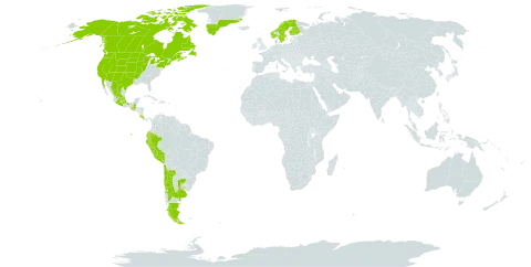 Halerpestes cymbalaria world distribution map, present in Argentina, Canada, Chile, Colombia, Costa Rica, Ecuador, Finland, France, Greenland, Guatemala, Mexico, Norway, Peru, Saint Pierre and Miquelon, Sweden, Uruguay, and United States of America