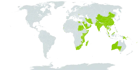 Halodule uninervis world distribution map, present in Andorra, Australia, Bangladesh, China, Comoros, Egypt, Eritrea, Fiji, Indonesia, India, Iran (Islamic Republic of), Kenya, Sri Lanka, Moldova (Republic of), Madagascar, Myanmar, Mozambique, Mauritius, Malaysia, Oman, Philippines, Palau, Papua New Guinea, Saudi Arabia, Sudan, Somalia, Seychelles, Thailand, Tonga, Taiwan, Province of China, Tanzania, United Republic of, Viet Nam, Yemen, and South Africa