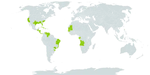 Halodule wrightii world distribution map, present in Angola, Åland Islands, Bahamas, Belize, Brazil, Costa Rica, Cuba, Cayman Islands, Dominica, Gabon, Guatemala, Honduras, Haiti, Jamaica, Mauritania, Nicaragua, Panama, Puerto Rico, Senegal, United States of America, and Venezuela (Bolivarian Republic of)