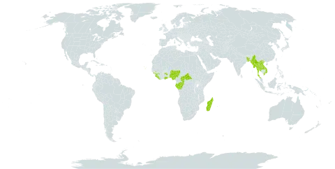 Halopegia world distribution map, present in Bangladesh, Central African Republic, Congo, Cabo Verde, Gabon, Ghana, Guinea, Lao People's Democratic Republic, Liberia, Madagascar, Myanmar, Nigeria, Sierra Leone, Thailand, and Viet Nam