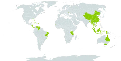 Halophila decipiens world distribution map, present in Australia, Bonaire, Sint Eustatius and Saba, Bangladesh, Belize, Brazil, China, Comoros, Costa Rica, Cuba, Indonesia, Jamaica, Moldova (Republic of), Myanmar, Mauritius, Malaysia, Nicaragua, Panama, Papua New Guinea, Puerto Rico, Seychelles, Thailand, Taiwan, Province of China, Tanzania, United Republic of, United States of America, Venezuela (Bolivarian Republic of), and Viet Nam