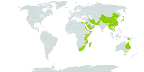 Halophila ovalis world distribution map, present in Andorra, Australia, China, Comoros, Cayman Islands, Egypt, Eritrea, Fiji, Hong Kong, Indonesia, India, British Indian Ocean Territory, Iran (Islamic Republic of), Japan, Kenya, Kuwait, Moldova (Republic of), Madagascar, Myanmar, Mozambique, Mauritius, Malaysia, Norfolk Island, Oman, Pakistan, Philippines, Palau, Papua New Guinea, Saudi Arabia, Sudan, Singapore, South Georgia and the South Sandwich Islands, Solomon Islands, Somalia, Seychelles, Thailand, Timor-Leste, Tonga, Taiwan, Province of China, Tanzania, United Republic of, Uruguay, Viet Nam, Samoa, Yemen, and South Africa