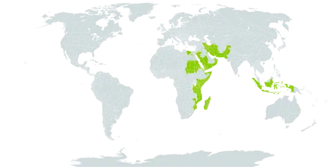 Halopyrum mucronatum world distribution map, present in Djibouti, Egypt, Eritrea, Indonesia, Iran (Islamic Republic of), Kenya, Kuwait, Madagascar, Mozambique, Oman, Pakistan, Saudi Arabia, Sudan, Somalia, Tanzania, United Republic of, and Yemen