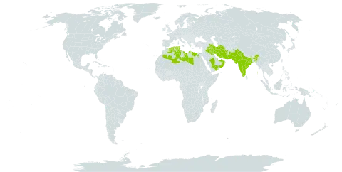 Haloxylon salicornicum world distribution map, present in Afghanistan, United Arab Emirates, Bahrain, Algeria, Egypt, India, Iran (Islamic Republic of), Iraq, Israel, Kuwait, Libya, Oman, Pakistan, Qatar, Saudi Arabia, Tunisia, and Yemen