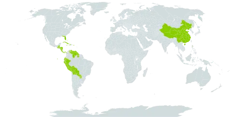 Hamelia world distribution map, present in Bahamas, Belize, Bolivia (Plurinational State of), China, Costa Rica, Cuba, Cayman Islands, Dominica, Ecuador, Guatemala, Guyana, Honduras, Haiti, Jamaica, Nicaragua, Panama, Peru, Puerto Rico, Paraguay, United States of America, and Venezuela (Bolivarian Republic of)