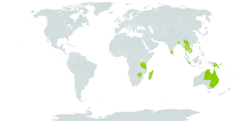 Haplopteris ensiformis world distribution map, present in Australia, Bangladesh, China, Micronesia (Federated States of), Ghana, Guam, Indonesia, India, Cambodia, Lao People's Democratic Republic, Madagascar, Marshall Islands, Northern Mariana Islands, Mauritius, Philippines, Palau, Papua New Guinea, Réunion, Singapore, Solomon Islands, Seychelles, Thailand, Taiwan, Province of China, Tanzania, United Republic of, Viet Nam, and Zimbabwe