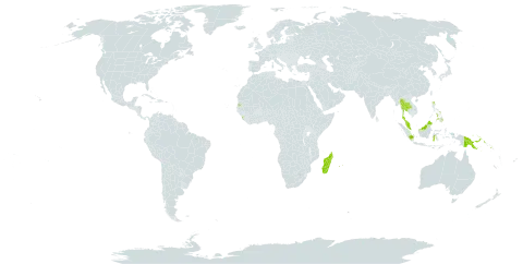 Haplopteris scolopendrina world distribution map, present in Indonesia, Sri Lanka, Madagascar, Mauritius, Malaysia, Philippines, Papua New Guinea, Réunion, Solomon Islands, Seychelles, Thailand, and Samoa