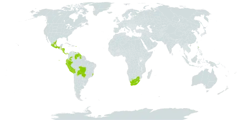 Hebanthe grandiflora world distribution map, present in Belize, Bolivia (Plurinational State of), Brazil, Colombia, Costa Rica, Ecuador, Guyana, Honduras, Mexico, Nicaragua, Panama, Peru, Puerto Rico, Venezuela (Bolivarian Republic of), and South Africa