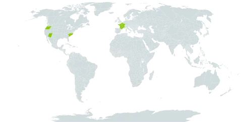 Hedera colchica world distribution map, present in France, Turks and Caicos Islands, and United States of America