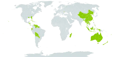 Hedychium world distribution map, present in Andorra, Australia, Bangladesh, Belize, Bolivia (Plurinational State of), China, Cook Islands, Costa Rica, Cuba, Dominica, Ecuador, Fiji, Guyana, Honduras, Haiti, Indonesia, Jamaica, Lao People's Democratic Republic, Moldova (Republic of), Madagascar, Myanmar, Mauritius, Nepal, New Zealand, Philippines, Puerto Rico, Korea (Democratic People's Republic of), Paraguay, Réunion, Suriname, Thailand, Tonga, Taiwan, Province of China, United States of America, Venezuela (Bolivarian Republic of), Viet Nam, Wallis and Futuna, and Samoa