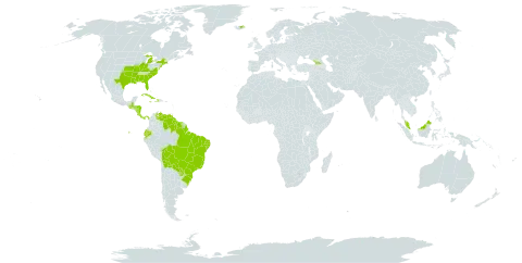 Helanthium tenellum world distribution map, present in Åland Islands, Bolivia (Plurinational State of), Brazil, Costa Rica, Cuba, Dominica, Ecuador, Georgia, Guatemala, Guyana, Honduras, Haiti, Iceland, Jamaica, Malaysia, Nicaragua, Panama, Paraguay, Suriname, United States of America, and Venezuela (Bolivarian Republic of)