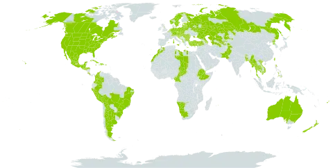 Helianthus annuus world distribution map, present in Albania, Argentina, Australia, Austria, Azerbaijan, Belgium, Bangladesh, Bulgaria, Bosnia and Herzegovina, Belarus, Belize, Bolivia (Plurinational State of), Brazil, Bhutan, Canada, Switzerland, China, Cameroon, Colombia, Costa Rica, Cuba, Czech Republic, Germany, Djibouti, Dominican Republic, Spain, Estonia, Ethiopia, Fiji, France, United Kingdom of Great Britain and Northern Ireland, Equatorial Guinea, Greece, Guatemala, Honduras, Croatia, Haiti, Hungary, India, Israel, Italy, Jamaica, Kazakhstan, Cambodia, Libya, Liechtenstein, Lithuania, Latvia, Morocco, Moldova (Republic of), Mexico, North Macedonia, Myanmar, Montenegro, Mauritius, Namibia, Netherlands, Norway, Nepal, New Zealand, Pakistan, Peru, Philippines, Poland, Puerto Rico, Korea (Democratic People's Republic of), Portugal, Romania, Russian Federation, Saudi Arabia, El Salvador, Saint Pierre and Miquelon, Serbia, Slovakia, Slovenia, Sweden, Chad, Thailand, Tajikistan, Turkmenistan, Turkey, Taiwan, Province of China, Ukraine, United States of America, Uzbekistan, Viet Nam, and South Africa