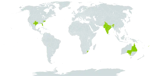 Helianthus argophyllus world distribution map, present in Australia, Bahamas, Fiji, India, Niue, Trinidad and Tobago, United States of America, and South Africa