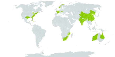 Helianthus debilis subsp. cucumerifolius world distribution map, present in Australia, Austria, Bangladesh, China, Cuba, Fiji, France, India, Mozambique, Norway, Korea (Democratic People's Republic of), Portugal, Slovakia, Taiwan, Province of China, United States of America, and South Africa