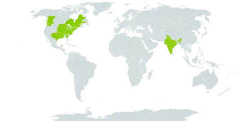 Helianthus grosseserratus world distribution map, present in Canada, India, and United States of America