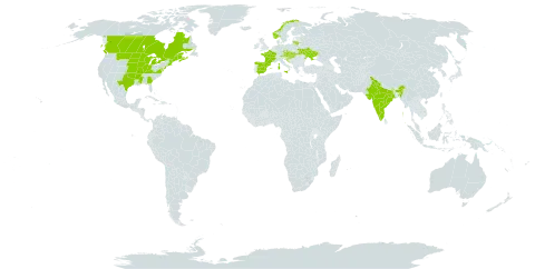 Helianthus pauciflorus subsp. pauciflorus world distribution map, present in Austria, Canada, Czech Republic, Spain, France, Croatia, Hungary, India, Italy, Liechtenstein, Lithuania, Norway, Serbia, Slovakia, Ukraine, and United States of America