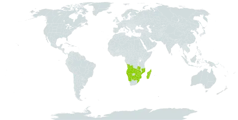 Helichrysum candolleanum world distribution map, present in Angola, Botswana, Madagascar, Mozambique, Namibia, eSwatini, South Africa, Zambia, and Zimbabwe