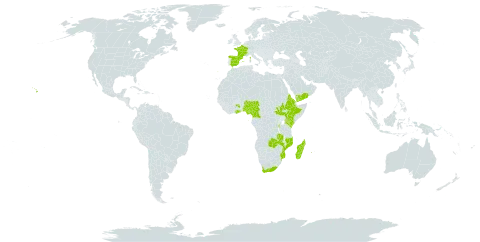 Helichrysum foetidum world distribution map, present in Burundi, Cameroon, Eritrea, Spain, Ethiopia, France, Ghana, Equatorial Guinea, Kenya, Madagascar, Mozambique, Nigeria, Portugal, Réunion, Saudi Arabia, South Sudan, Sao Tome and Principe, Uganda, United States of America, Yemen, South Africa, and Zambia