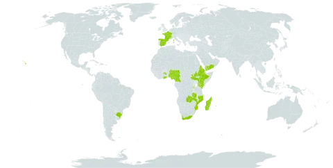 Helichrysum foetidum world distribution map, present in Burundi, Brazil, Cameroon, Eritrea, Spain, Ethiopia, France, Ghana, Equatorial Guinea, Kenya, Madagascar, Mozambique, Nigeria, Portugal, Réunion, Saudi Arabia, South Sudan, Sao Tome and Principe, Uganda, United States of America, Yemen, South Africa, and Zambia