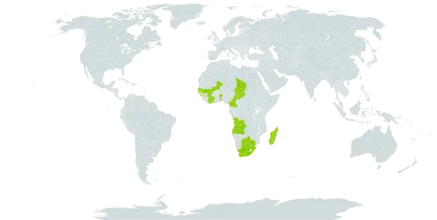 Helichrysum indicum world distribution map, present in Angola, Benin, Botswana, Côte d'Ivoire, Cameroon, United Kingdom of Great Britain and Northern Ireland, Guinea, Madagascar, Mali, Mauritius, Réunion, Senegal, Chad, and South Africa