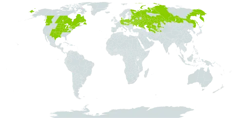 Heliopsis helianthoides var. scabra world distribution map, present in Austria, Belarus, Canada, Germany, Denmark, Hungary, Kazakhstan, Moldova (Republic of), Poland, Russian Federation, Tajikistan, Turkmenistan, Ukraine, United States of America, and Uzbekistan